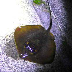 焼津ふぃっしゅーなにて、アオリイカ、太刀魚、タコなど